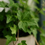 Efeu Hedera helix Pittsburgh Ø:12 H:20 cm