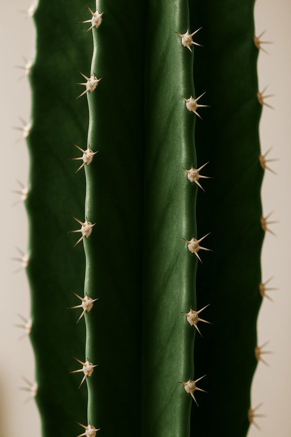 Euphorbia erytrea - Wolfsmilchkaktus Ø:19 H:70 cm