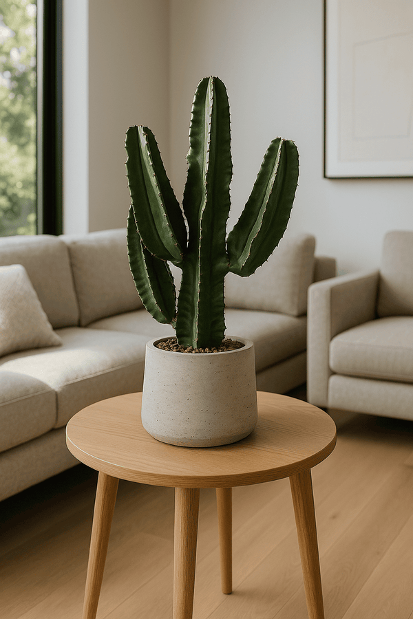 Euphorbia erytrea - Wolfsmilchkaktus Ø:19 H:70 cm