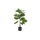 Ficus Lyrata Geigenfeige Künstlich H: 100cm