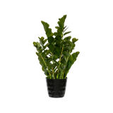 Zamioculcas Künstlich H: 90cm