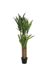 Dracaena Drachenbaum Künstlich H: 180cm