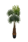 Palme Künstlich H: 200cm