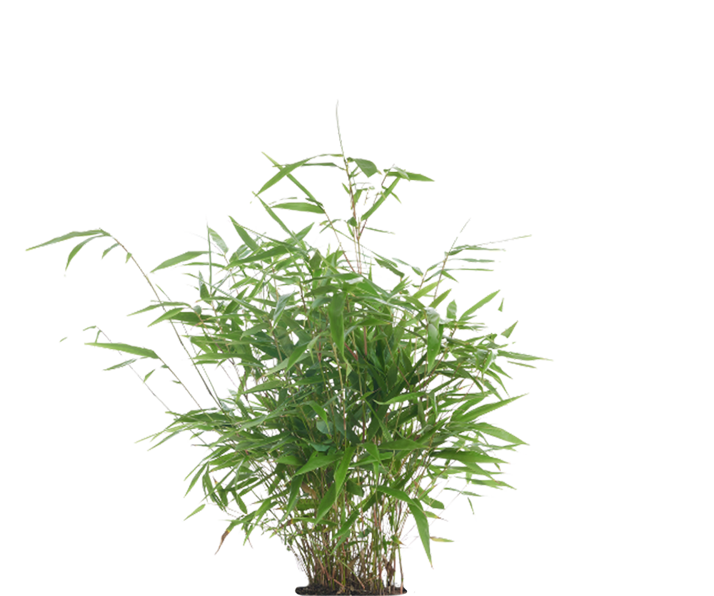 Bambus - Fargesia Formidable Ø:17 H:40 cm