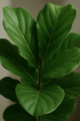 Ficus Lyrata - Geigenfeige Ø:27 H:120 cm