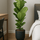 Ficus Lyrata - Geigenfeige Ø:21 H:90 cm