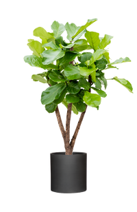 Ficus