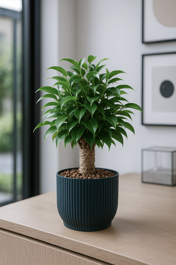 Ficus Natasja Ø:12 H:35 cm