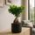 Ficus 'Ginseng' Bonsai Ø:12 H:30 cm