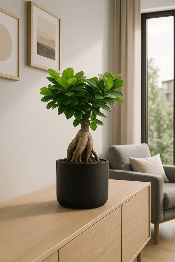 Ficus 'Ginseng' Bonsai Ø:12 H:30 cm