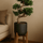 Ficus 'Ginseng' Bonsai Ø:24 H:70 cm