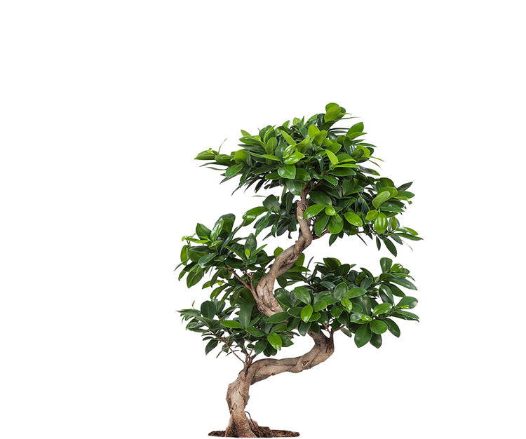 Ficus 'Ginseng' Bonsai Ø:24 H:60 cm