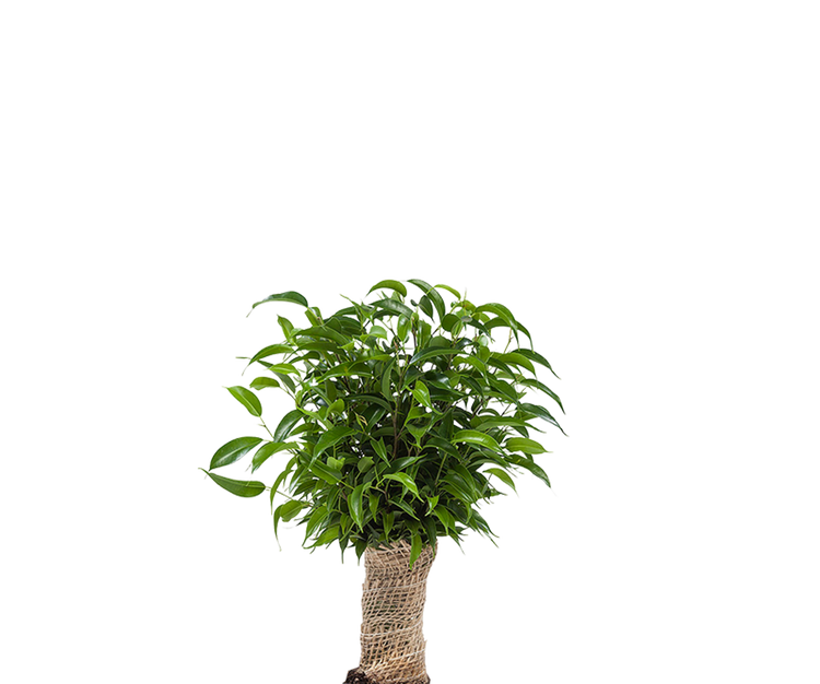 Ficus Natasja Ø:12 H:35 cm