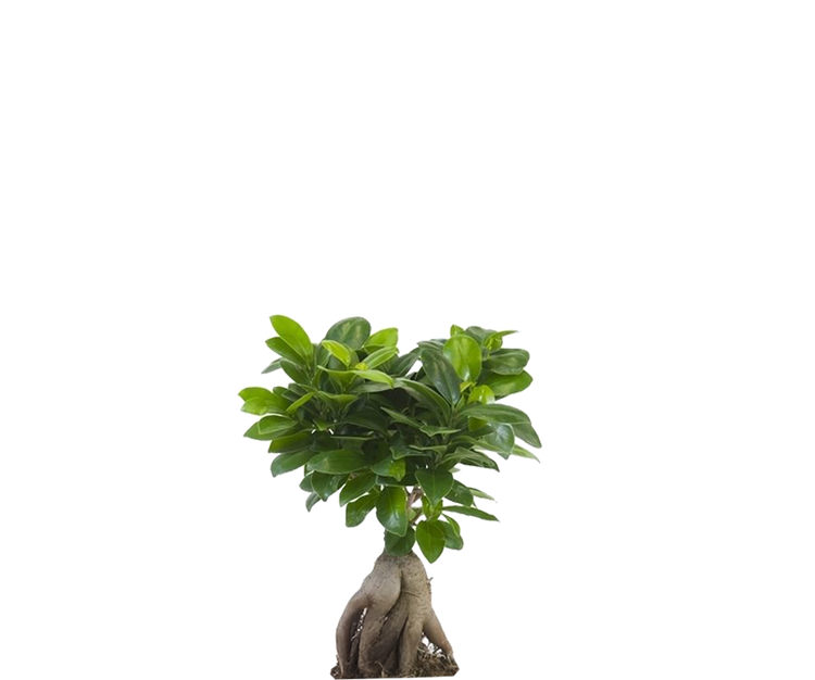 Ficus 'Ginseng' Bonsai Ø:12 H:30 cm