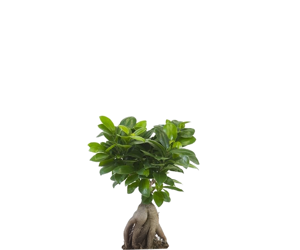 Ficus 'Ginseng' Bonsai Ø:12 H:30 cm