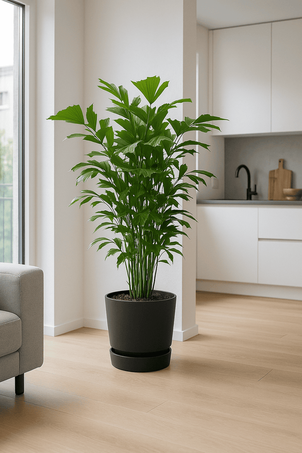 Fischschwanzpalme - Caryota Mitis Ø:24 H:130 cm