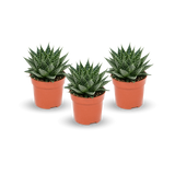 Gasteria Aurora 3er Set