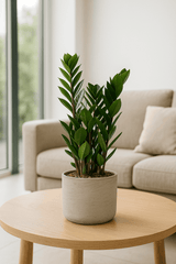 Glücksfeder - Zamioculcas Ø:14 H:50 cm
