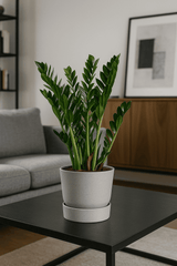 Glücksfeder - Zamioculcas Ø:21 H:80 cm