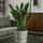 Glücksfeder - Zamioculcas Ø:21 H:80 cm
