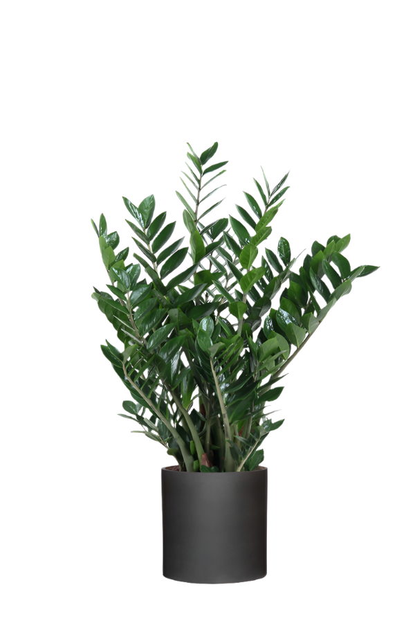 Glücksfeder - Zamioculcas Ø:27 H:100 cm