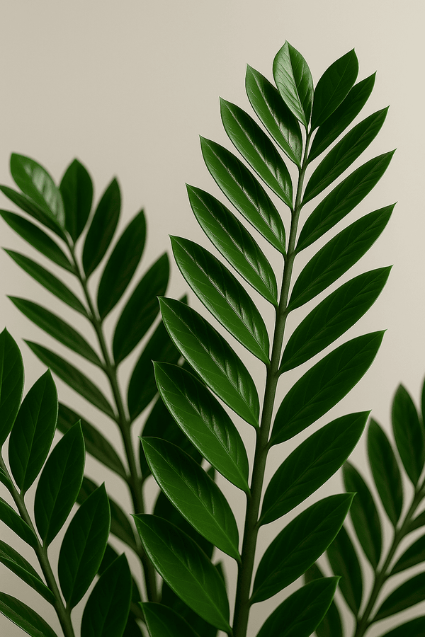 Glücksfeder - Zamioculcas Ø:27 H:100 cm