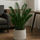 Glücksfeder - Zamioculcas Ø:27 H:100 cm