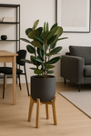 Gummibaum - Ficus elastica Robusta Ø:27 H:110 cm