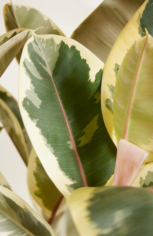 Gummibaum - Ficus elastica Tineke Ø:27 H:90 cm