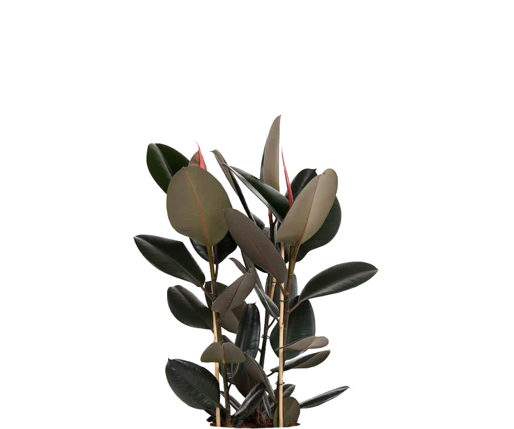 Gummibaum - Ficus Elastica Abidjan Ø:27 H:110 cm