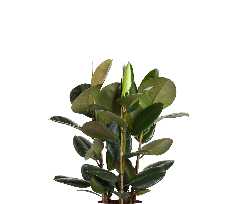 Gummibaum - Ficus elastica Robusta Ø:27 H:110 cm