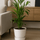 Kentia Palme Ø:19 H:100 cm