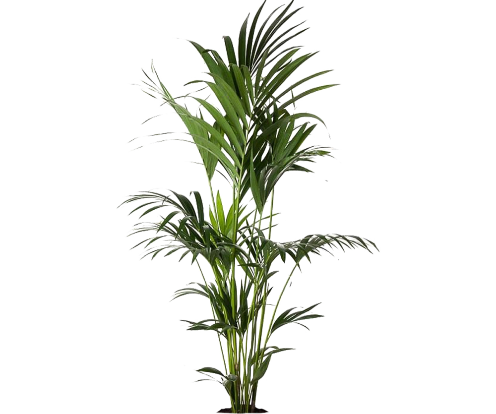 Kentia Palme Ø:24 H:170 cm