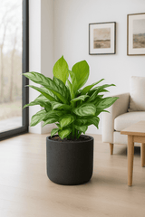 Kolbenfaden - Aglaonema Silver Bay Ø:24 H:60 cm