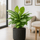 Kolbenfaden - Aglaonema Silver Bay Ø:24 H:60 cm