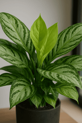 Kolbenfaden - Aglaonema Silver Bay Ø:24 H:60 cm