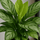 Kolbenfaden - Aglaonema Silver Bay Ø:24 H:60 cm