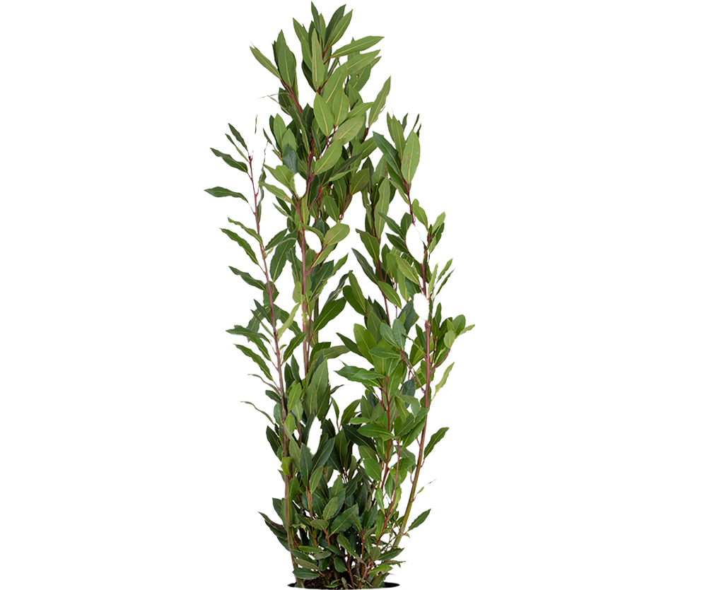 Laurus Nobilis - Echter Lorbeer Ø:21 H:100-120 cm