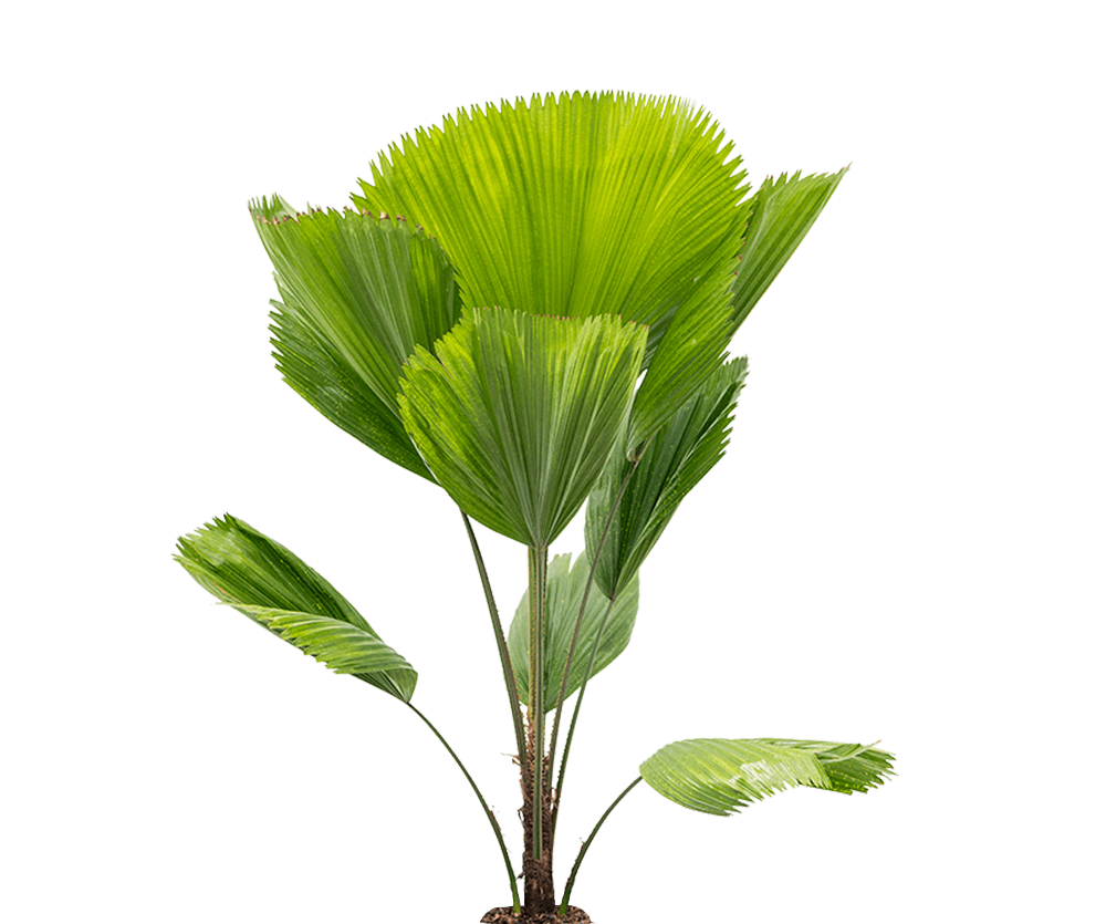 Licuala grandis - Strahlenpalme Ø:27 H:130 cm