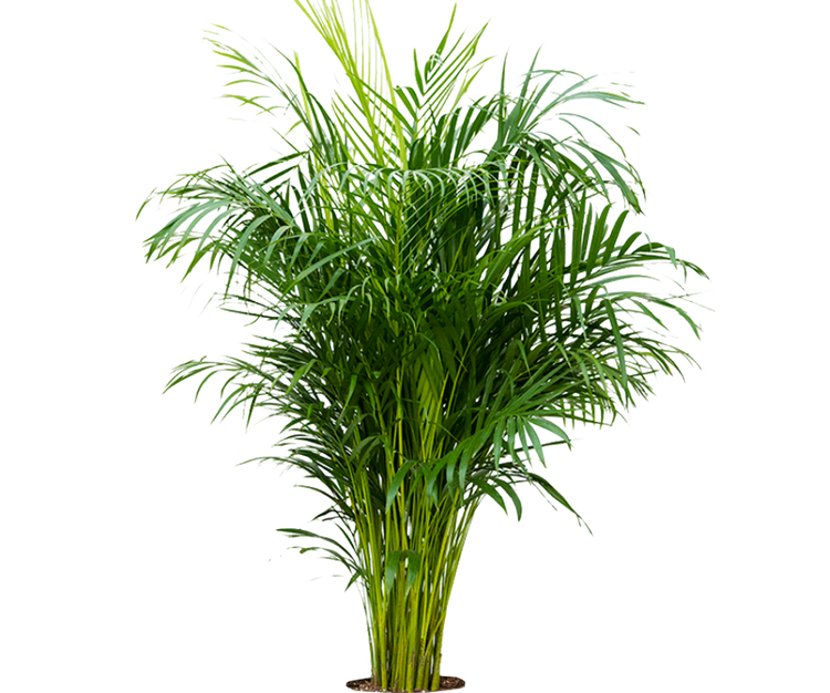 Areca - Goldfruchtpalme Ø:27 H:160 cm