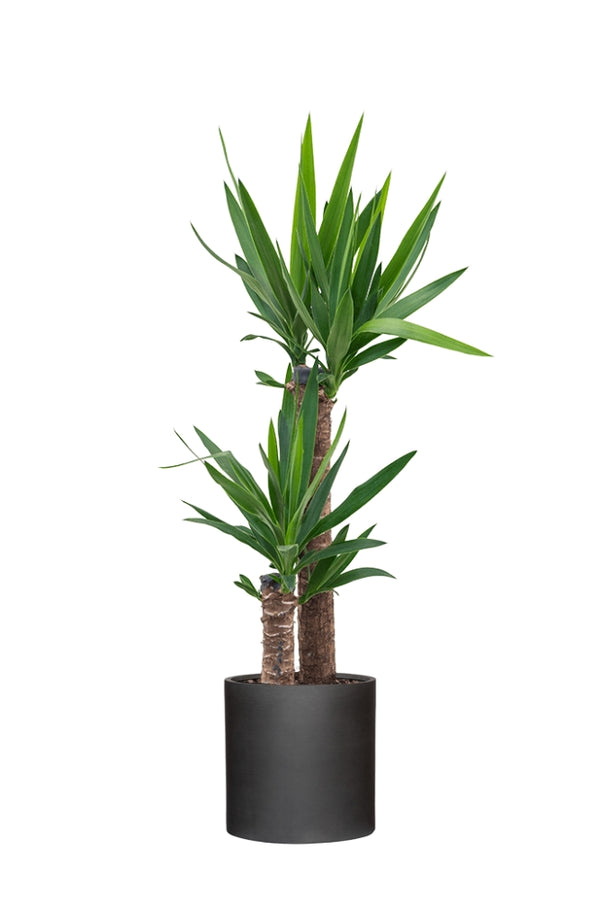 Palmlilie - Yucca Ø:17 H:80 cm
