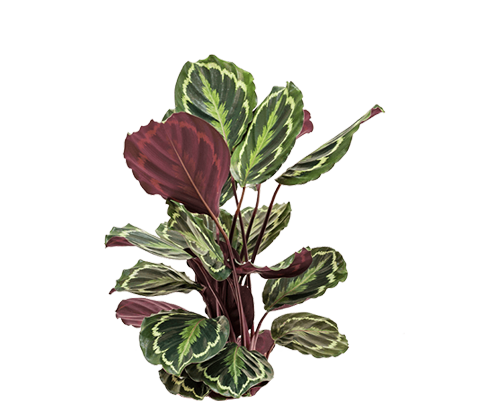Calathea Medallion - Korbmarante Ø:21 H:70 cm