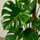 Monstera Deliciosa mit Moosstab Ø:24 H:120 cm