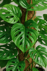 Monstera Monkey Leaf mit Moosstab Ø:16 H:65 cm