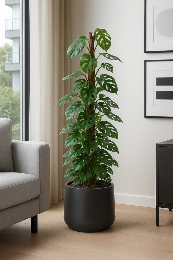 Monstera Monkey Leaf mit Moosstab Ø:27 H:160 cm