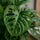 Monstera Obliqua Ø:12 H:25 cm