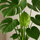 Monstera deliciosa Ø:21 H:70 cm