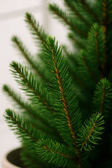 Picea Glauca December - Zwergfichte Ø:26 H:90 cm
