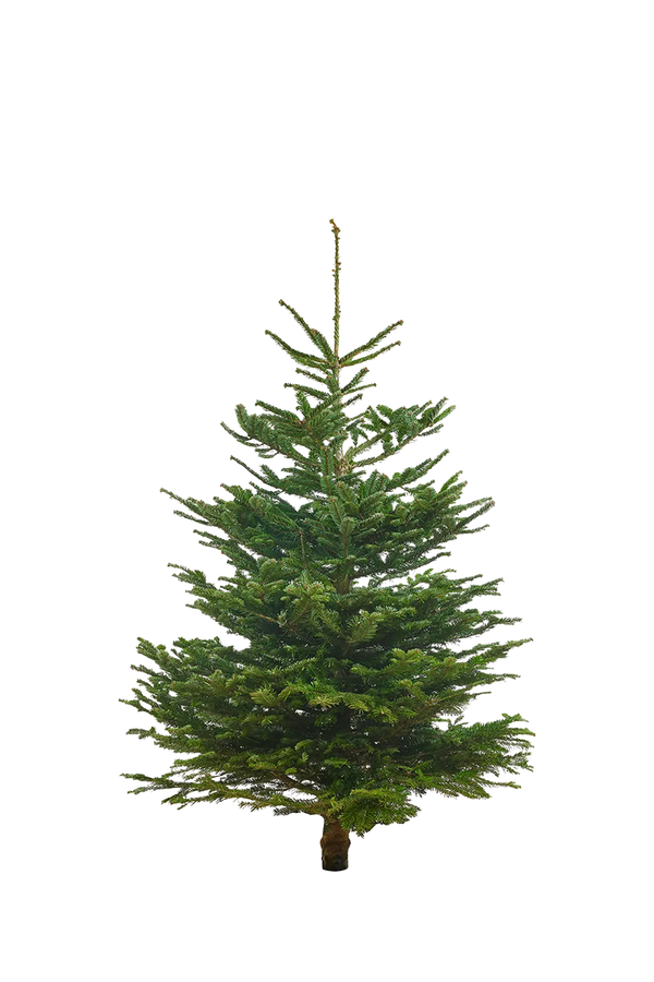 Echte Nordmanntanne 125–150 cm – Premium Weihnachtsbaum