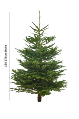 Echte Nordmanntanne 150–175 cm – Premium Weihnachtsbaum